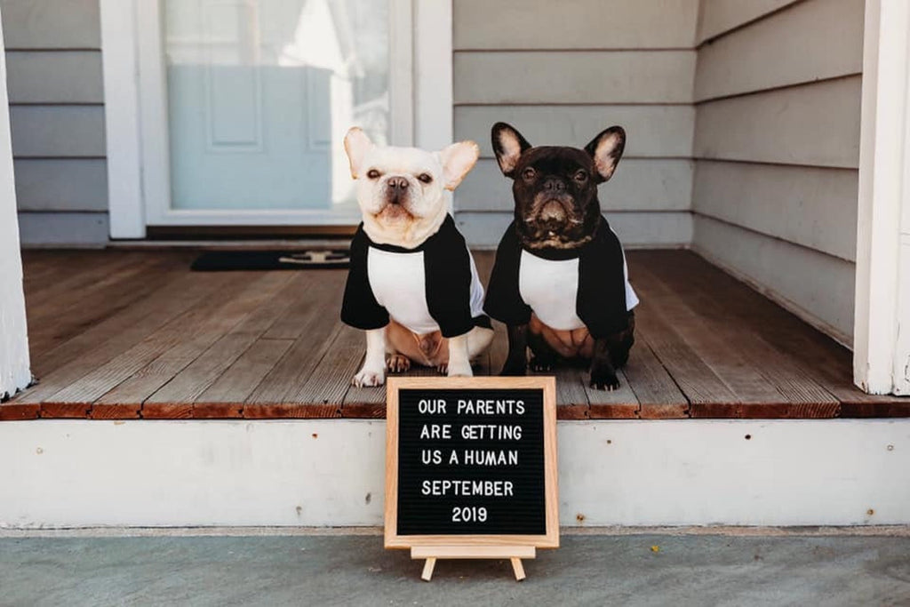 Our Parents Are Getting Us a Human! - Sign - Two Frenchies standing behind the sign in black and white dog raglans