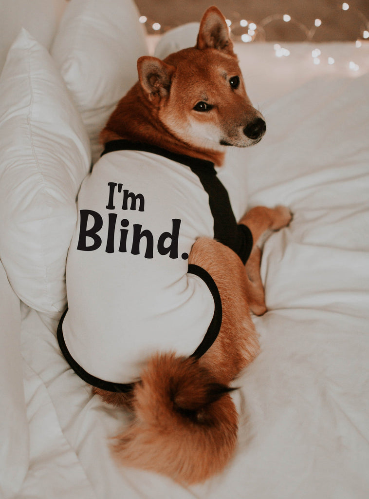 Custom I'm Deaf I'm Blind I'm Anxious Dog Raglan Shirt - "I'm Blind" raglan in black and white modeled by Miso the Shiba Inu