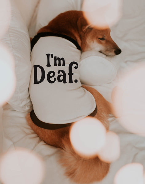 Custom I'm Deaf I'm Blind I'm Anxious Dog Raglan Shirt - "I'm Deaf" Wording in Black and White Modeled by Miso the Shiba Inu