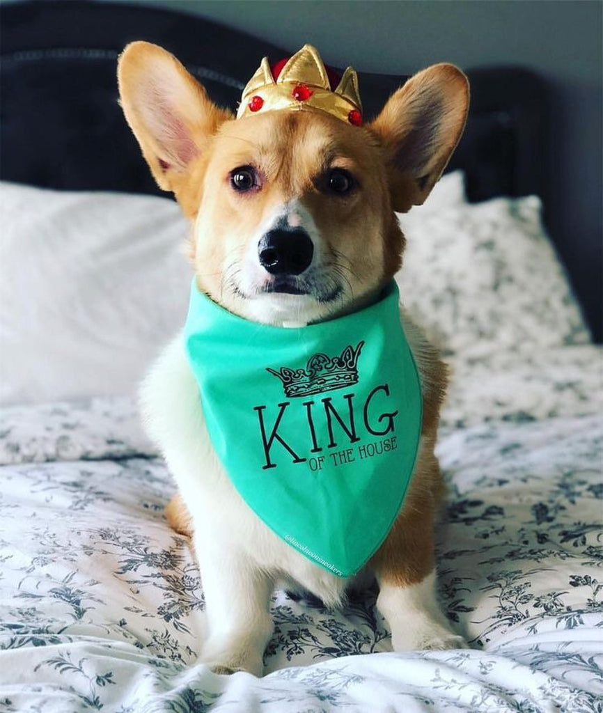 Queen or King of the House Dog Bandana in Mint Green