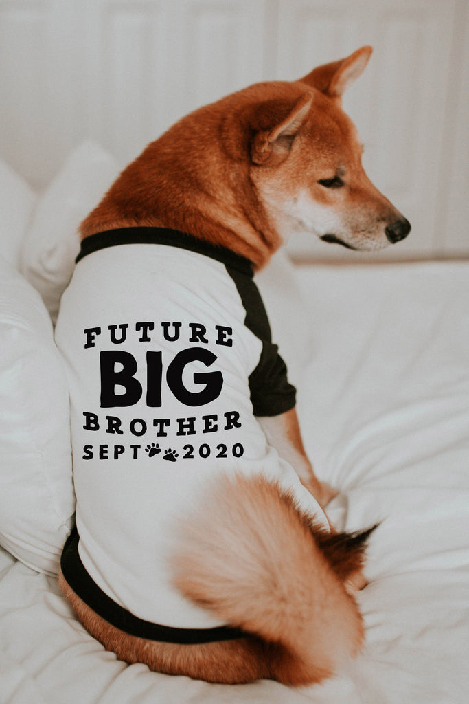 Future Big Brother Big Sister Pregnancy Announcement Dog Raglan Shirt in Black and White - Modeled by Miso the Shiba Inu