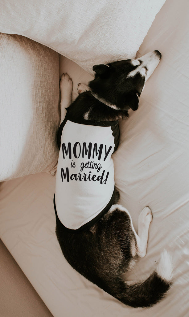 Mommy is Getting Married Engagement Announcement Dog Raglan Shirt in Black and White - Modeled by Athena the Husky