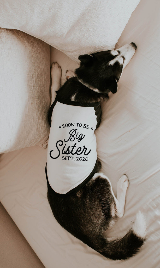 Soon To Be Big Sister Dog Raglan Shirt with Customized Date - Black and White - Worn by Athena the Husky