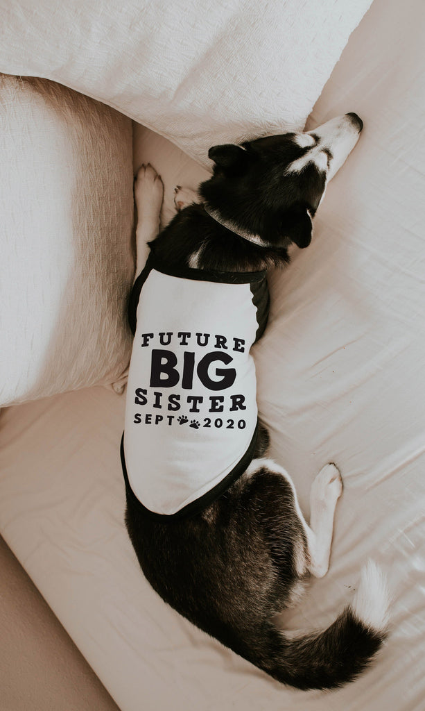 Future Big Brother Big Sister Pregnancy Announcement Dog Raglan Shirt in Black and White - Modeled by Athena the Husky