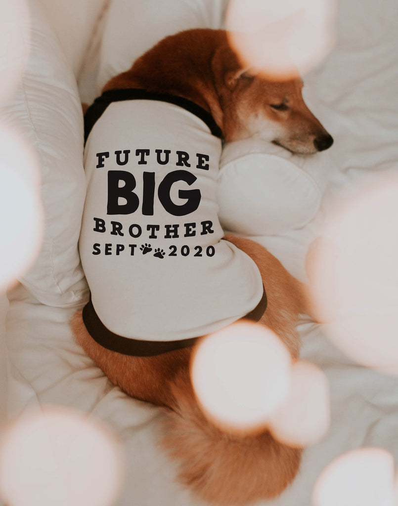 Future Big Brother Big Sister Pregnancy Announcement Dog Raglan Shirt in Black and White - Modeled by Miso the Shiba Inu