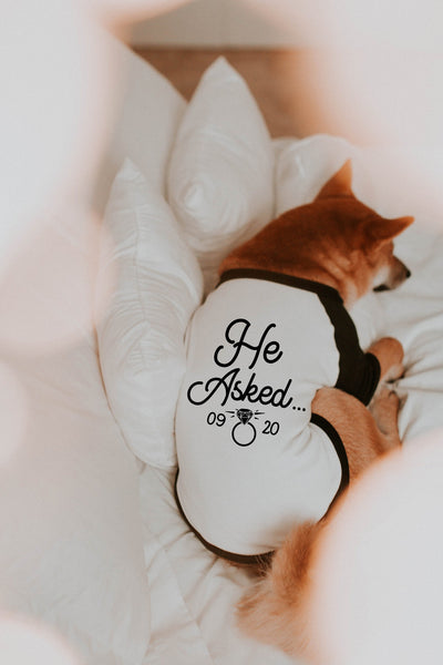 He Asked... Custom Date Marriage Engagement Announcement Dog Raglan Shirt in Black and White - Modeled by Miso the Shiba Inu