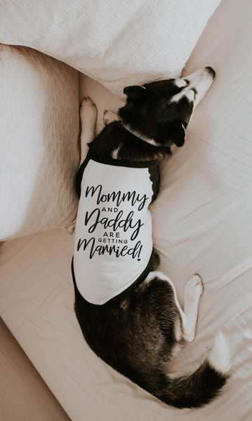 Mommy and Daddy are Getting Married! Engagement Announcement Dog Raglan Shirt in Black and White - Modeled by Athena the Husky