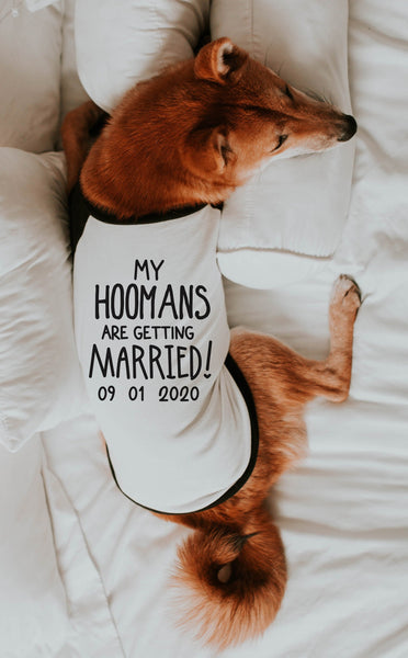 My Hoomans Humans are Getting Married Engagement Announcement Dog Raglan Shirt in Black and White - Modeled by MIso the Shiba Inu