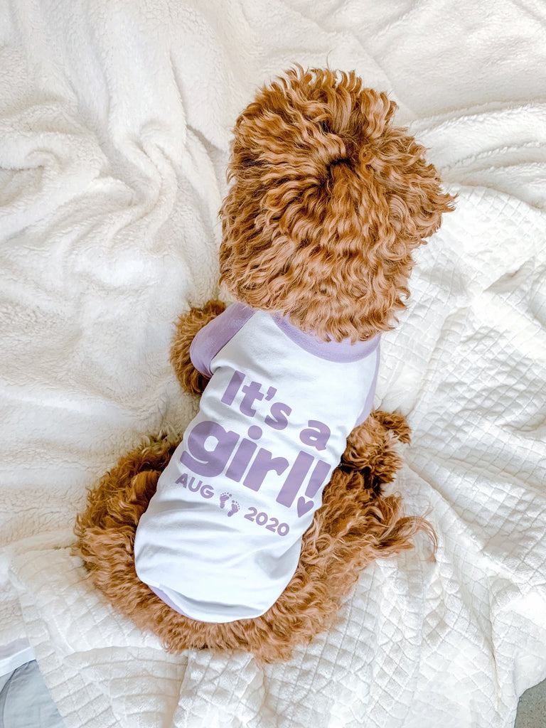 It's a Girl! It's a Boy! Gender Reveal Party Pregnancy Announcement Dog Raglan Shirt in Lilac and White - Modeled by Bean the Goldendoodle