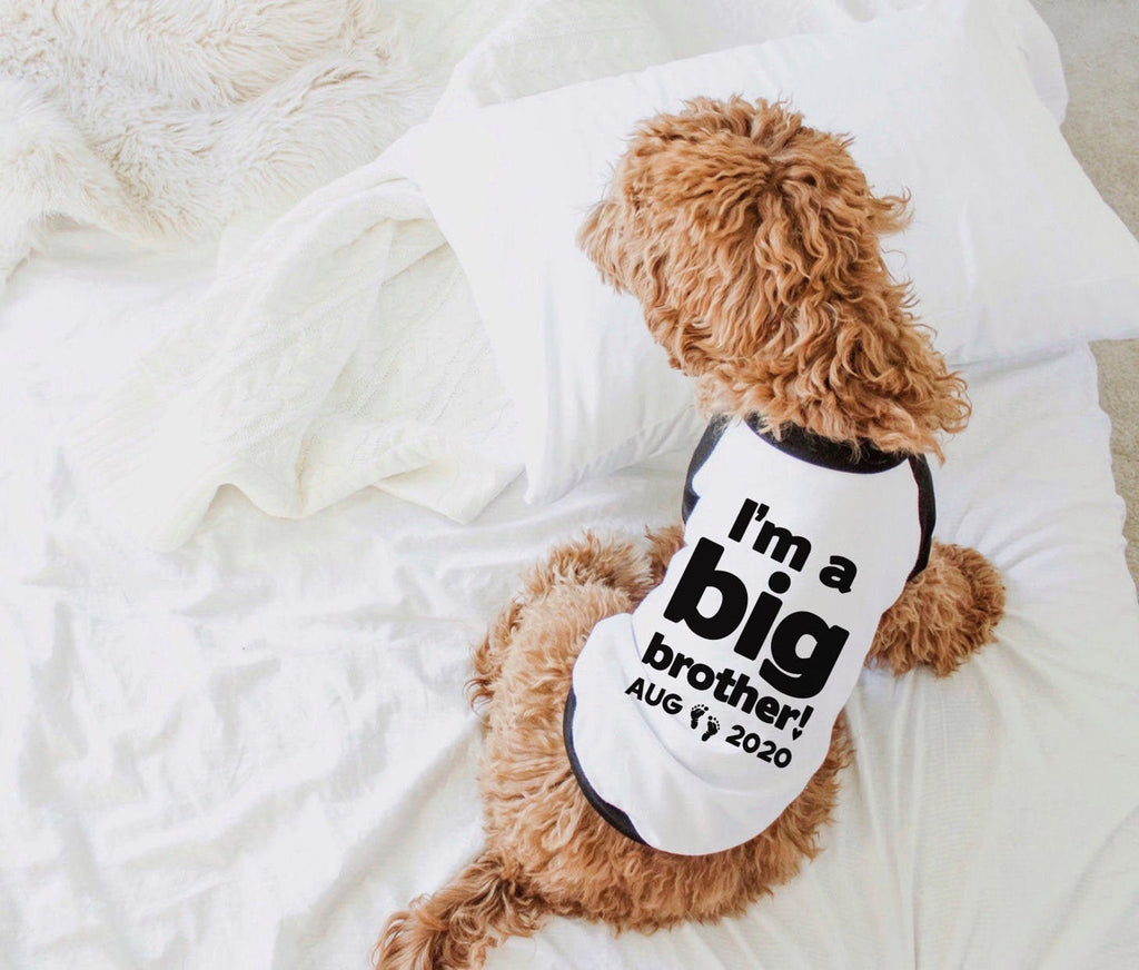 Custom I'm a Big Brother! I'm a Big Sister! Graphic Dog Shirt in Black and White - Modeled by Bean the Goldendoodle