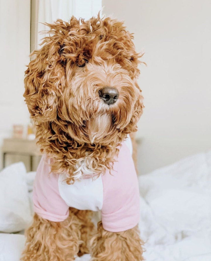 BLANK Dog Shirt Choose a Color Style Dog Raglan Tee - Pink and White modeled by Bean the Goldendoodle