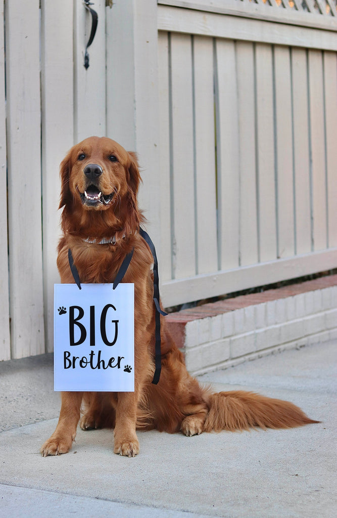 Big Brother or Big Sister Baby Announcement Photo Shoot Dog Sign Prop Pregnancy Announcement - 8x10" rectangular sign modeled by Chance the Golden Retriever