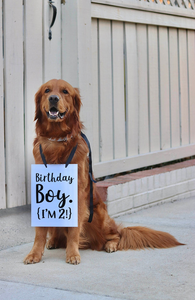 Birthday Boy Birthday Girl Dog Birthday Party Announcement Social Media Photo Shoot Special Occasion Dog Sign - 8x10" Rectangular Sign With Black Ribbon (Wording: Birthday Boy. I'm 2!) Modeled by Chance the Golden Retriever
