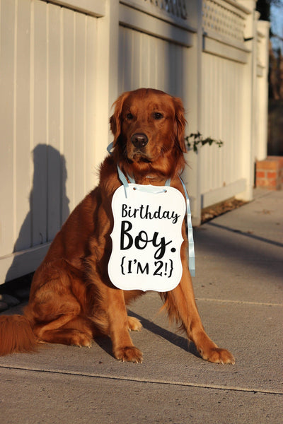 Birthday Boy Birthday Girl Dog Birthday Party Announcement Social Media Photo Shoot Special Occasion Dog Sign - "Birthday Boy! I'm 2" 8x10 Sign with Light Blue Ribbon Modeled by Chance the Golden Retriever