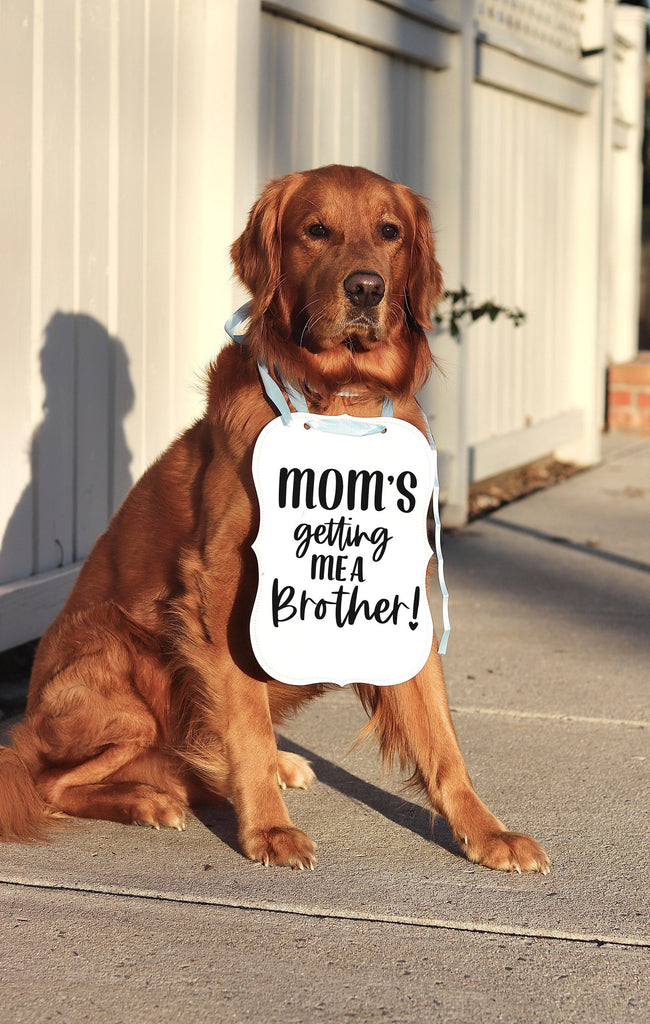Mom's Getting Me a Sibling! Human! Baby Announcement Date Newborn Photo Shoot Special Occasion Dog Photo Prop Pregnancy Announcement - 8x10" Sign with Light Blue Ribbon Modeled by Chance the Golden Retriever