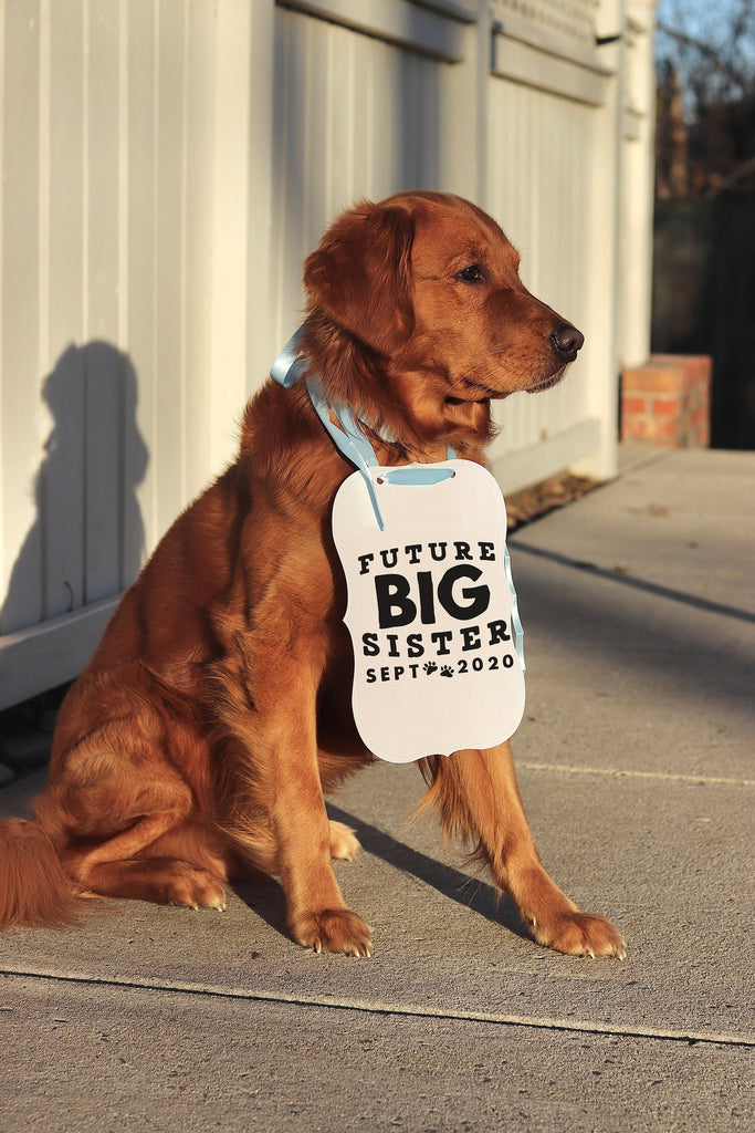 Future Big Brother or Big Sister Baby Announcement Newborn Photo Shoot Dog Sign Prop Pregnancy Announcement - Modeled by Chance the Golden Retriever - 8x10" - Light Blue Ribbon