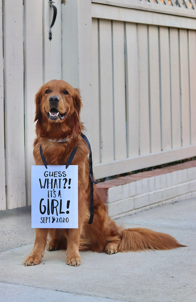 Guess What? It's a Boy! It's a Girl! Personalized Baby Gender Reveal Sign Prop Pregnancy Announcement - 8x10" Rectangular Sign with Black Ribbon Modeled by Chance the Golden Retriever