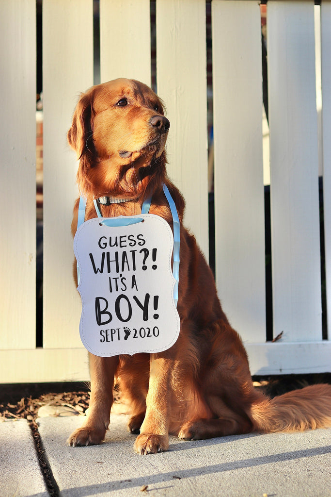 Guess What? It's a Boy! It's a Girl! Personalized Baby Gender Reveal Sign Prop Pregnancy Announcement - 8x10" Sign with Blue Ribbon Modeled by Chance the Golden Retriever