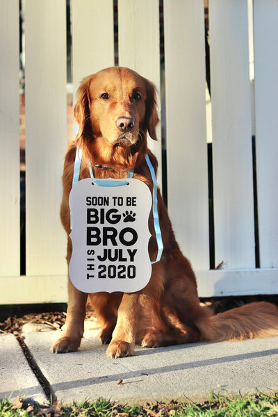 Soon to Be Big Bro Baby Announcement Newborn Photo Shoot Dog Sign Prop Pregnancy Announcement - Modeled by Chance the Golden Retriever