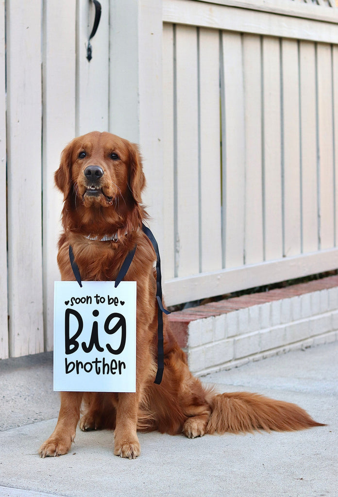 Soon to Be Big Sister or Soon to Be Big Brother Baby Announcement Baby Photo Shoot Dog Sign Prop Pregnancy Announcement - Modeled by Chance the Golden Retriever