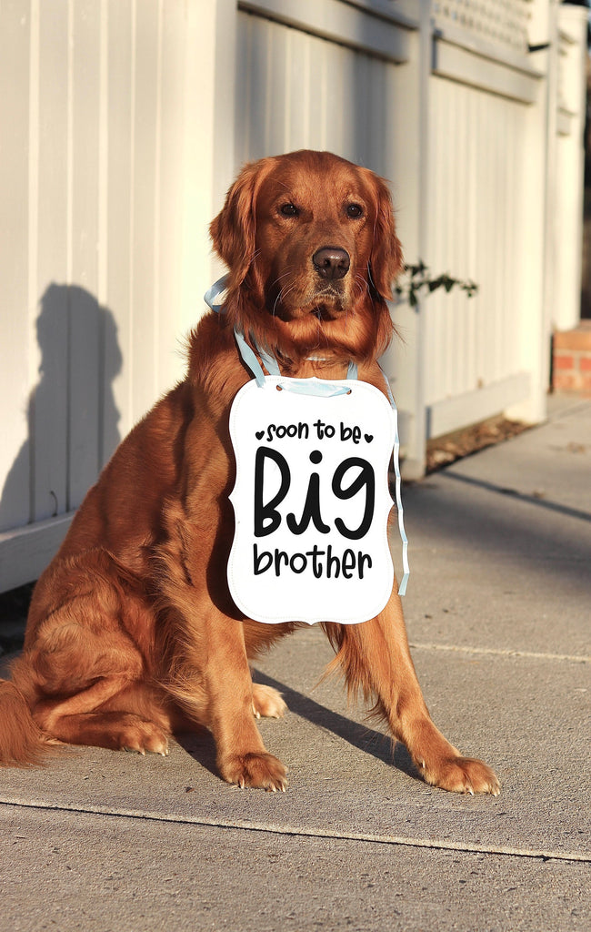Soon to Be Big Brother Baby Announcement Baby Photo Shoot Dog Sign Prop Pregnancy Announcement - Modeled by Chance the Golden Retriever