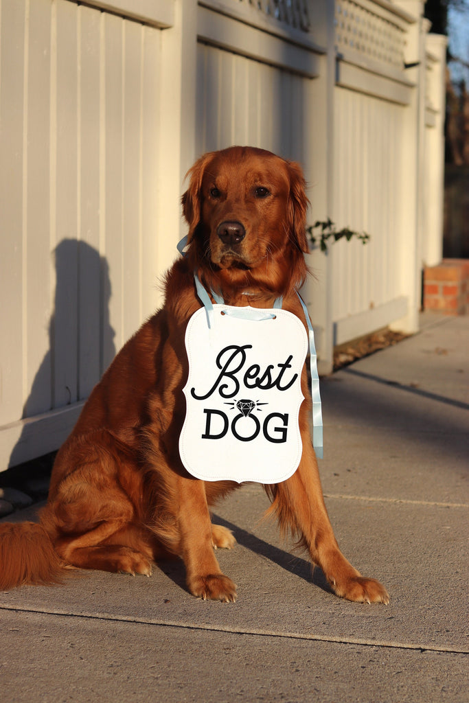 Best Dog Wedding Announcement Bow Tie Engagement Special Occasion Dog Sign - 8x10 Sign modeled by Chance the Golden Retriever