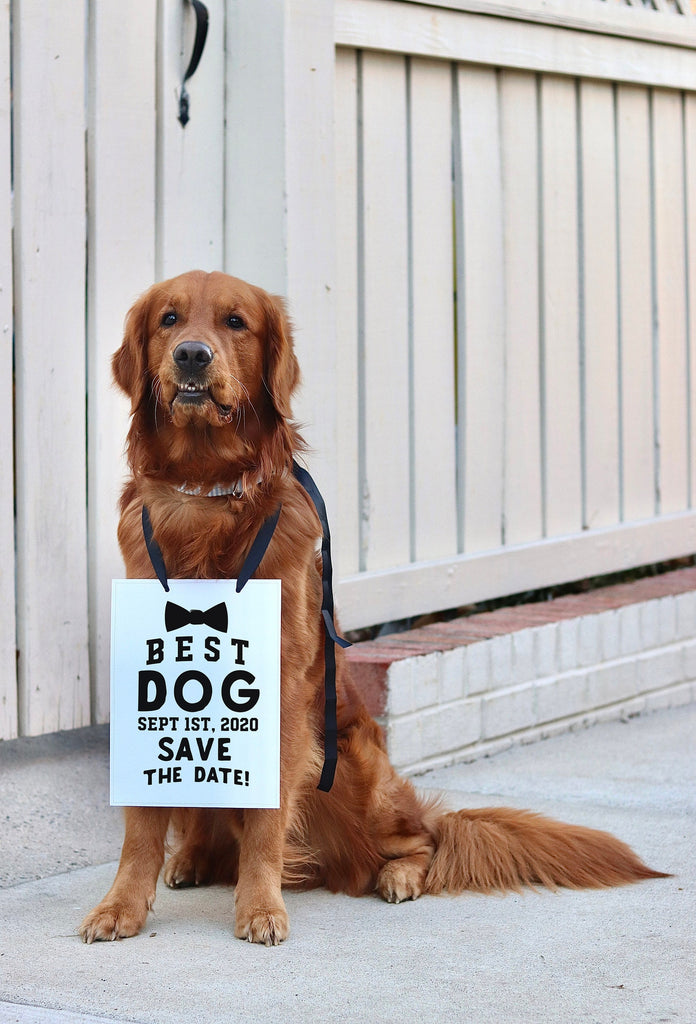 Best Dog Save the Date Wedding Announcement Bow Tie Engagement Special Occasion Dog Sign Modeled by Chance the Golden Retriever