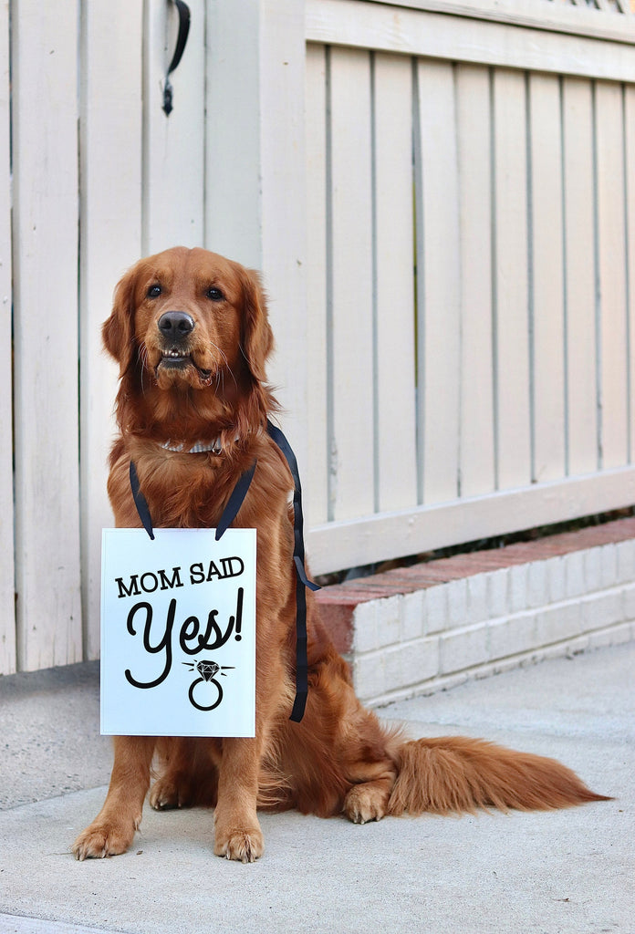 Mom Said Yes! Wedding Announcement Bow Tie Engagement Special Occasion Dog Sign - 8"x10" Rectangular Sign with Black Ribbon Modeled by Chance the Golden Retriever