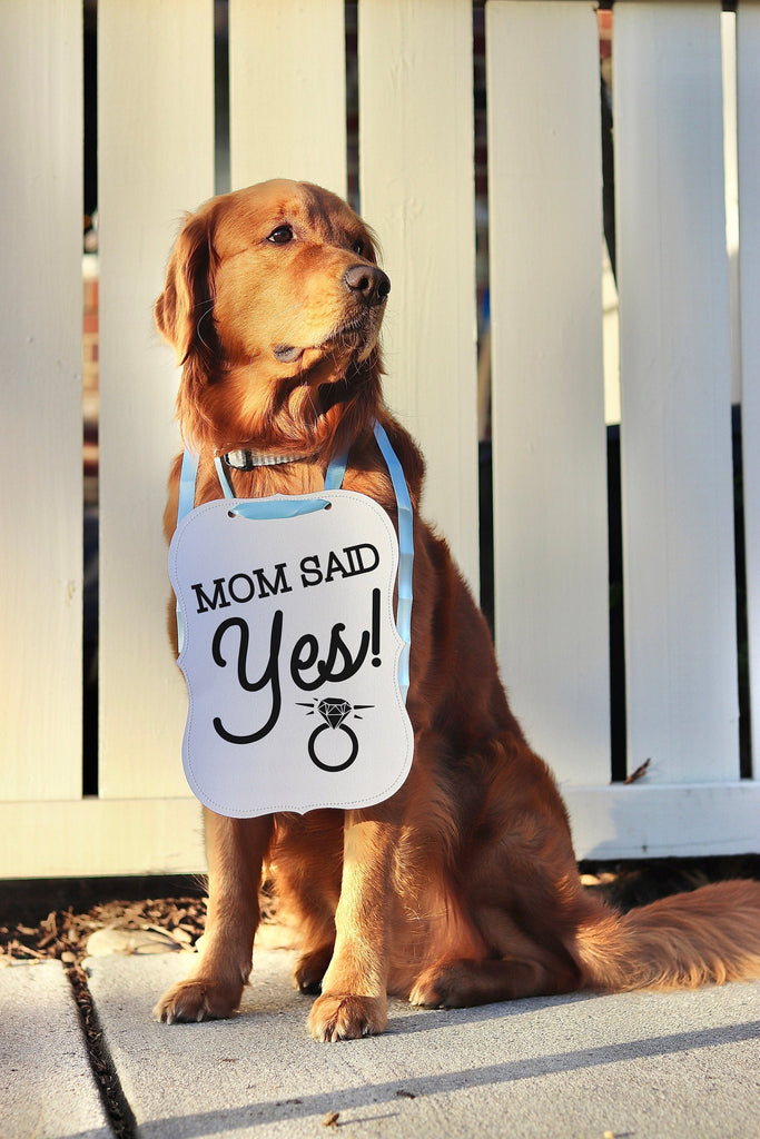 Mom Said Yes! Wedding Announcement Bow Tie Engagement Special Occasion Dog Sign - 8x10 Announcement Sign Blue Ribbon Modeled by Chance the Golden Retriever