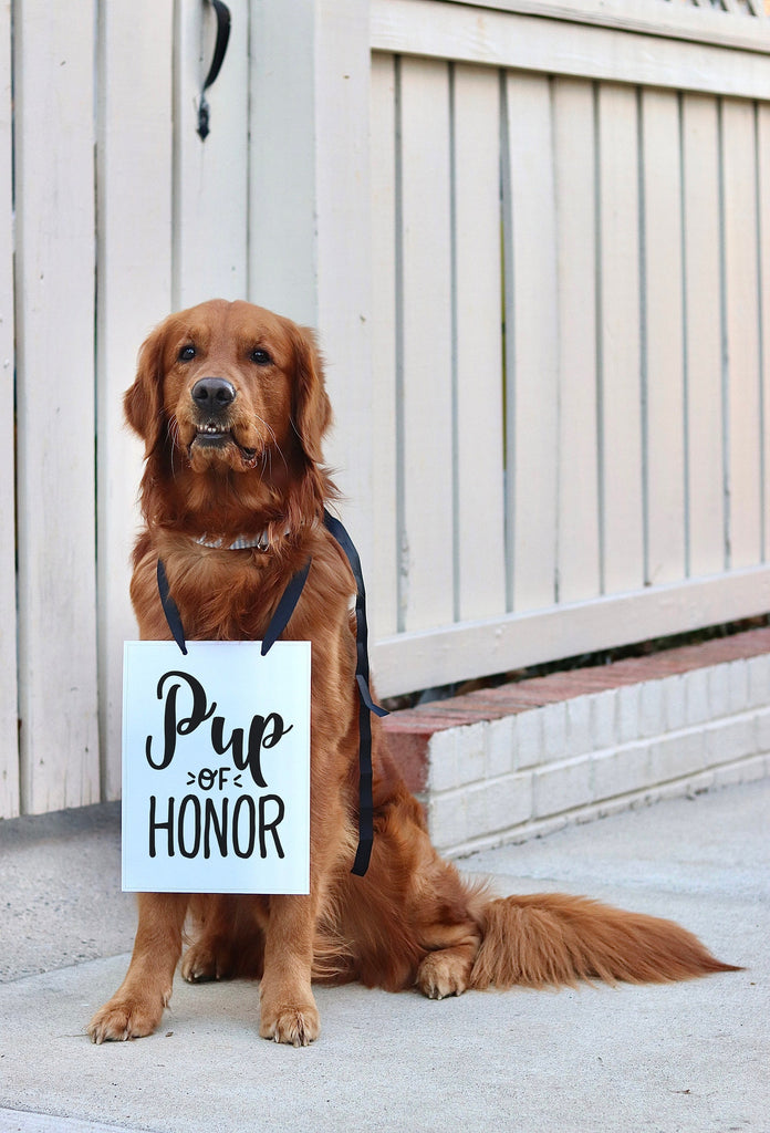 Pup of Honor Wedding Announcement Engagement Photo Shoot Special Occasion Dog Sign  - 8x10" Sign with Black Ribbon Modeled by Chance the Golden Retriever