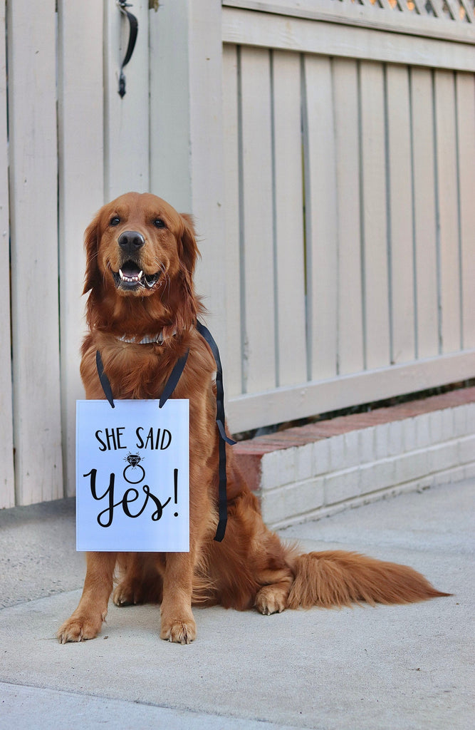 She Said Yes! Wedding Announcement Engagement Photo Shoot Special Occasion Dog Sign Dog Photo Prop Sign for Photo Shoot - 8x10" Sign with Black Ribbon Modeled by Chance the Golden Retriever