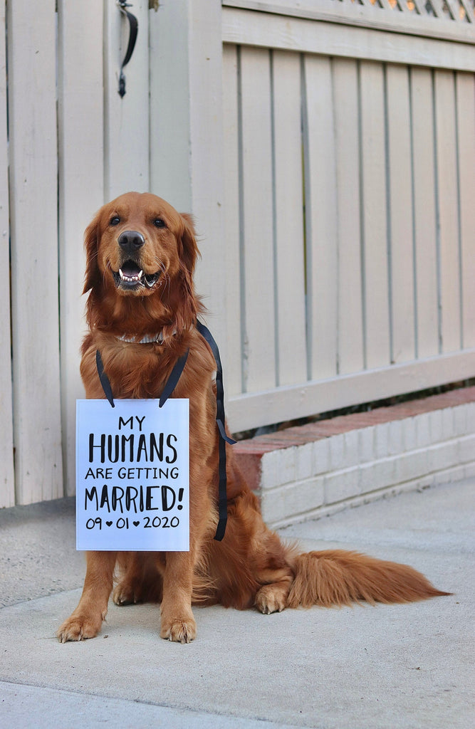My Humans are Getting Married! Save the Date Wedding Announcement Engagement Special Occasion Dog Sign - 8x10" Rectangular Sign - Black Ribbon - Modeled by Chance the Golden Retriever