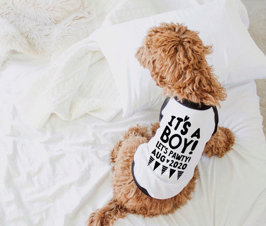 It's a Girl! It's a Boy! Let's Pawty Gender Reveal Pregnancy Announcement Dog Raglan Shirt in Black and White - Modeled by Bean the Goldendoodle