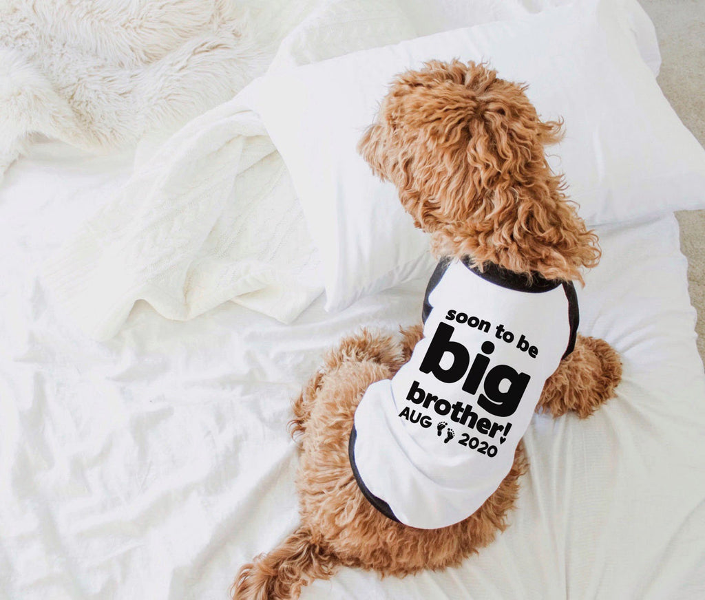 Soon To Be Big Brother Bold Typography Dog Raglan Shirt in Black and White - Modeled by Bean the Goldendoodle