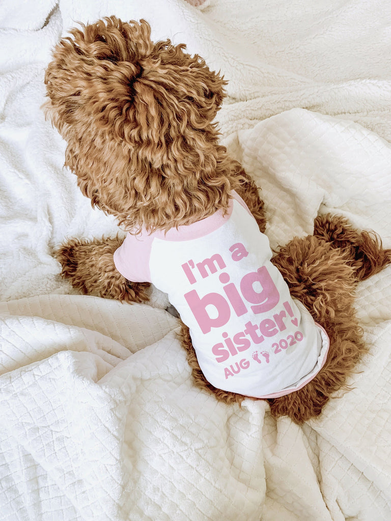 Custom I'm a Big Brother! I'm a Big Sister! Graphic Dog Shirt in Pink and White - Modeled by Bean the Goldendoodle
