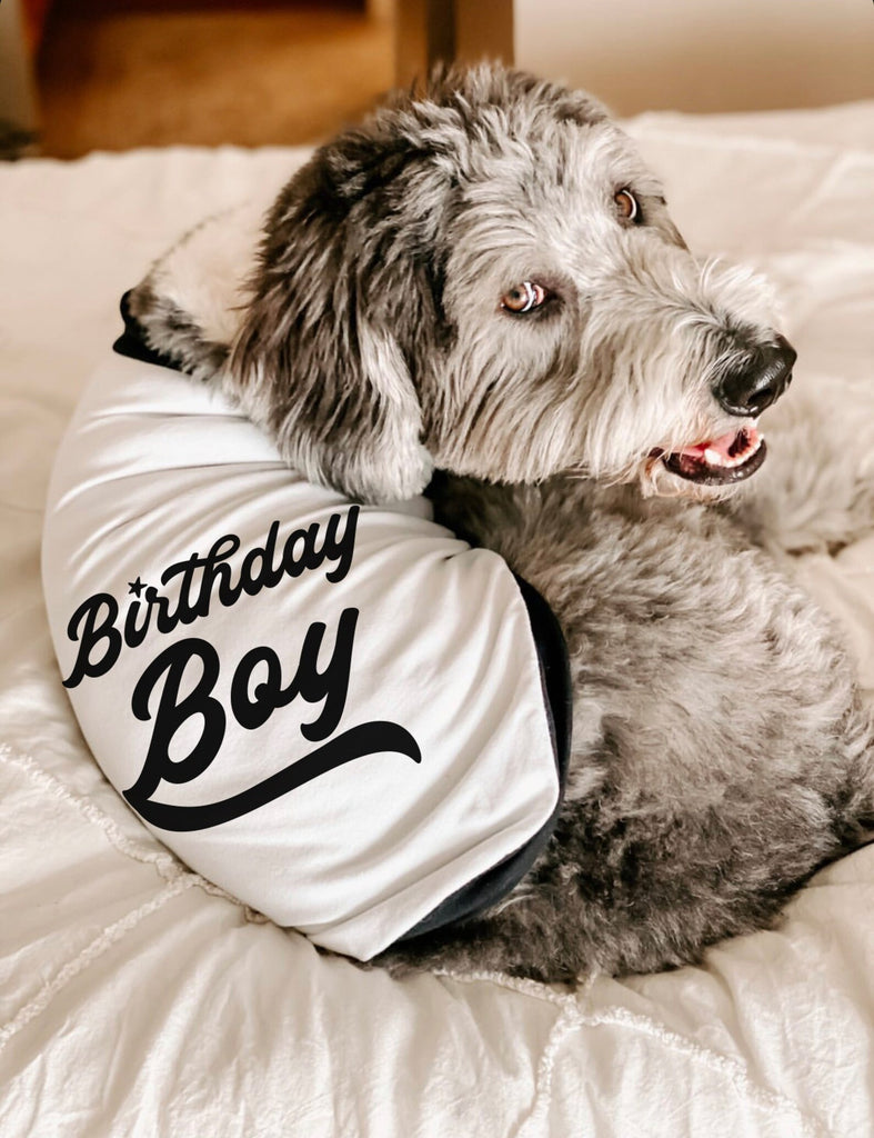 Personalized Birthday Boy Star Raglan Shirt in Black and White - Modeled by Bogey the Bernedoodle