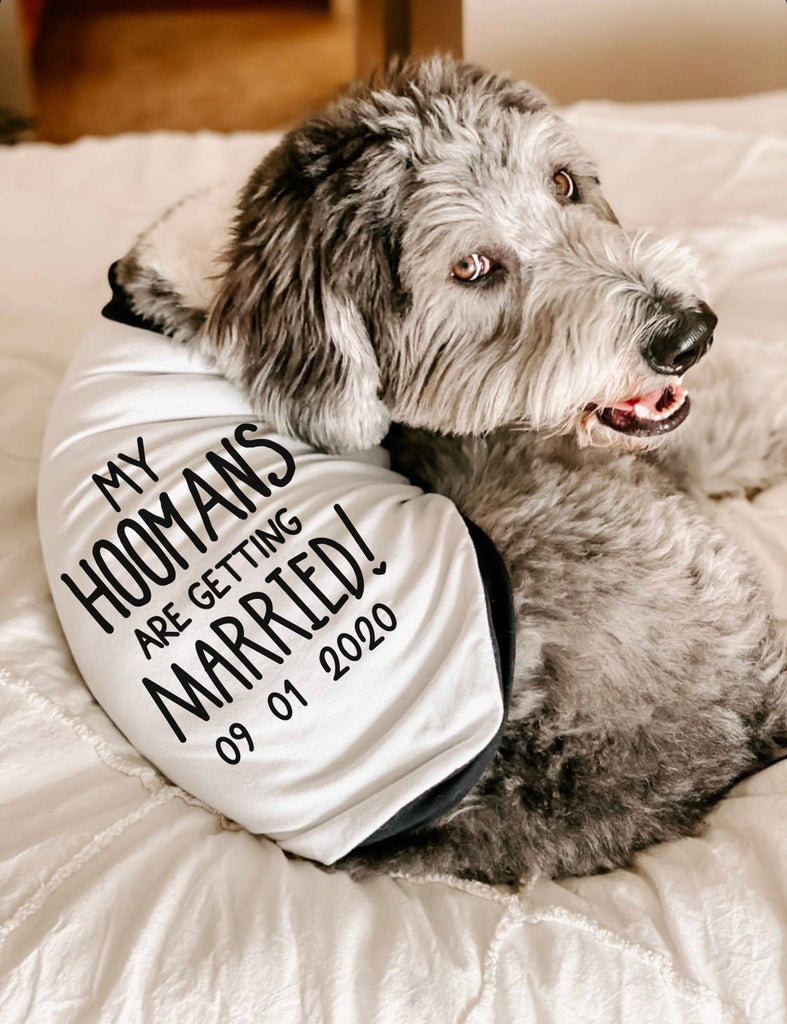 My Hoomans Humans are Getting Married Engagement Announcement Dog Raglan Shirt in Black and White - Modeled by Bogey the Bernedoodle