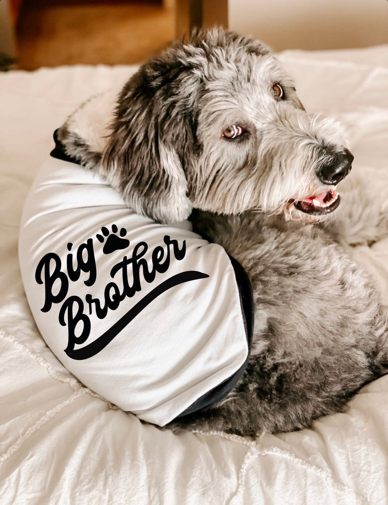 Varsity Style Big Brother Big Sister or Little Brother Little Sister Dog Raglan Shirt - Black and White - Modeled by Bogey the Goldendoodle
