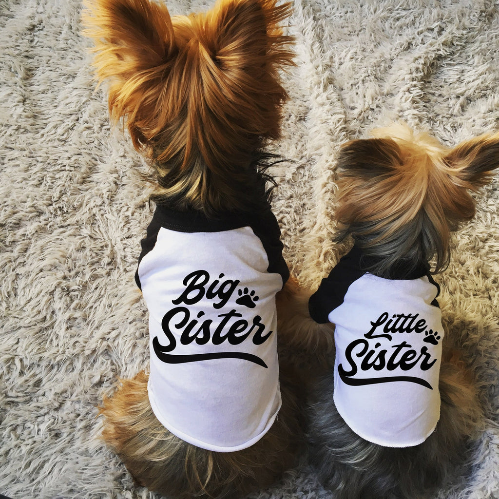Varsity Style Big Brother Big Sister or Little Brother Little Sister Dog Raglan Shirt - Black and White - Modeled by Nutmeg and Lily the Yorkshire Yorkie Terriers