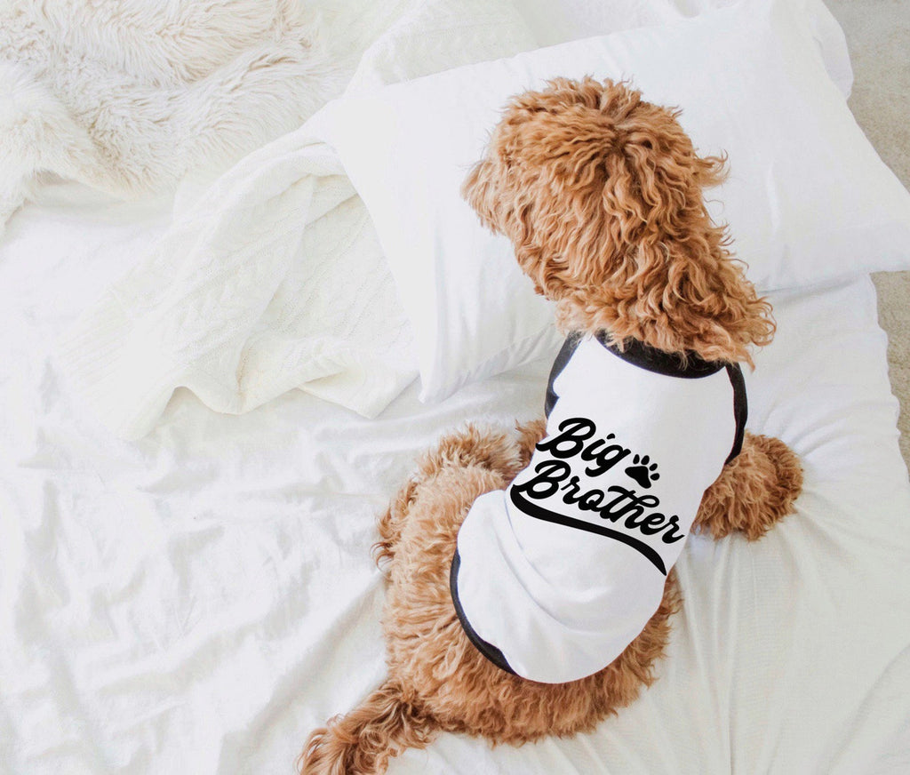 Varsity Style Big Brother Big Sister or Little Brother Little Sister Dog Raglan Shirt - Black and White - Modeled by Bean the Goldendoodle