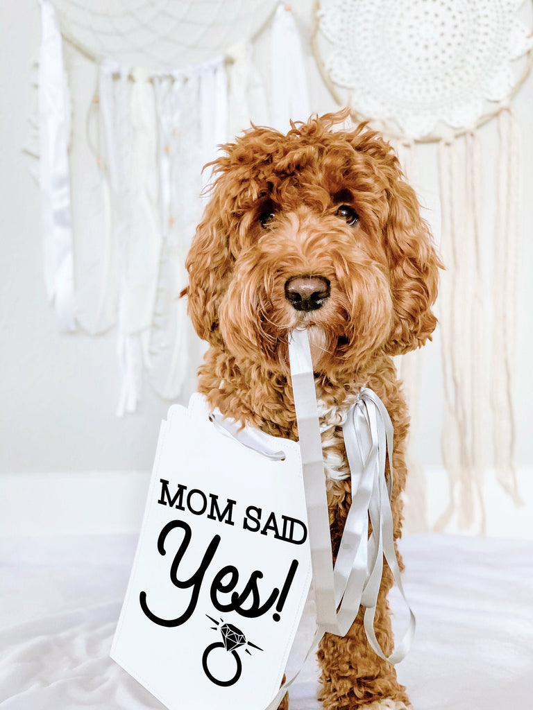 Mom Said Yes! Wedding Announcement Bow Tie Engagement Special Occasion Dog Sign - 8x10 with Silver Ribbon Sign Modeled by Bean the Goldendoodle