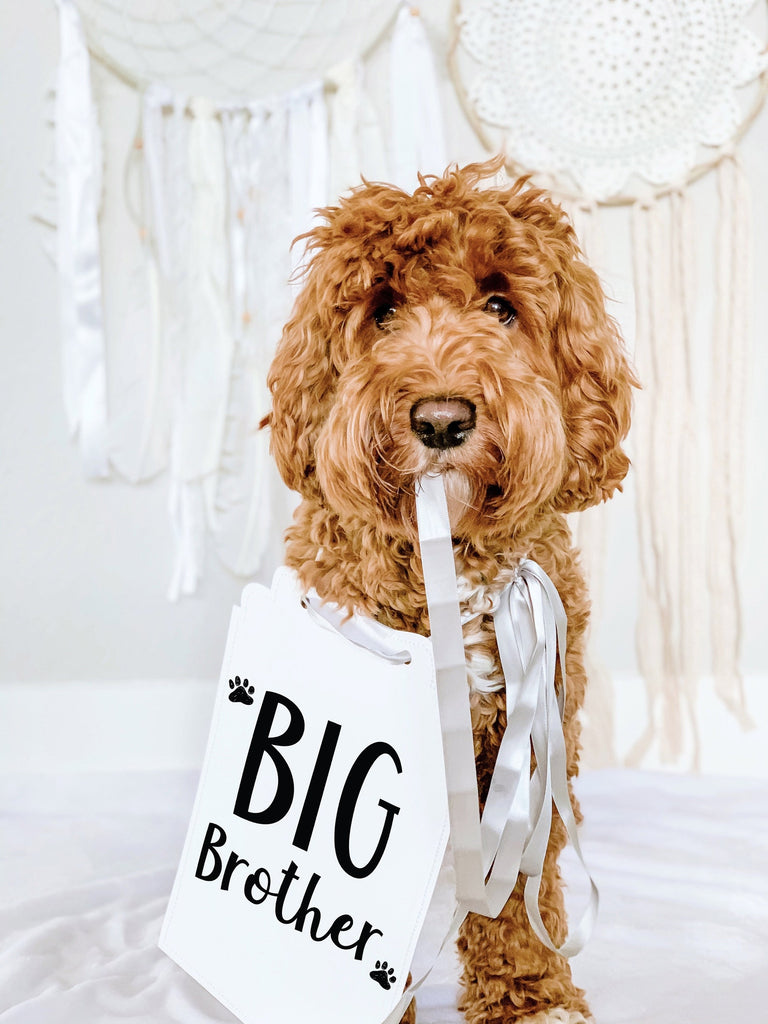 Big Brother or Big Sister Baby Announcement Photo Shoot Dog Sign Prop Pregnancy Announcement - Big Brother sign modeled by Bean the Goldendoodle