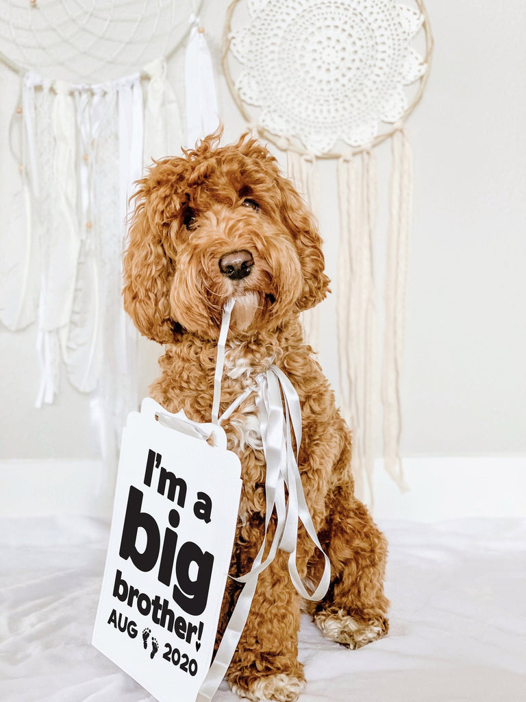 I'm a Big Brother Big Sister Baby Announcement Newborn Photo Shoot Special Occasion Dog Sign Dog Photo Prop Pregnancy Announcement - "I'm a Big Brother!" 8x10" Sign with Silver Ribbon Modeled by Bean the Goldendoodle