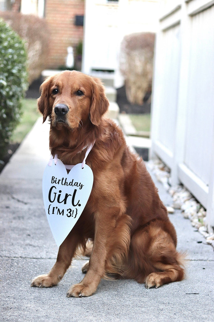 Birthday Boy Birthday Girl Dog Birthday Party Announcement Social Media Photo Shoot Special Occasion Dog Sign - 8x10" Heart Shaped "Birthday Girl. I'm 3" Sign with Light Pink Ribbon Modeled by Chance the Golden Retriever