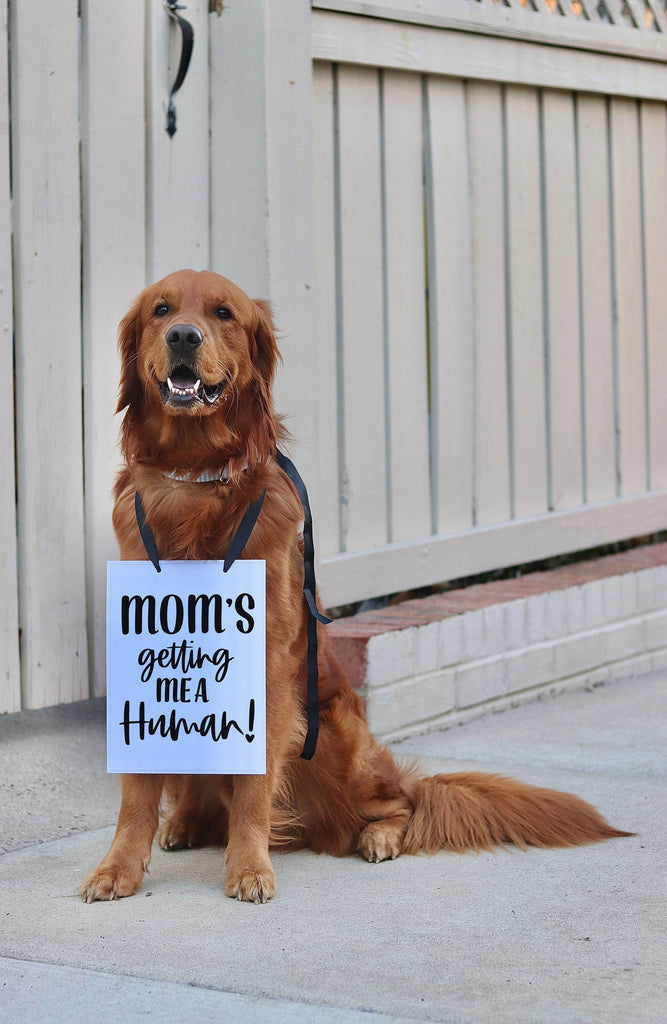 Mom's Getting Me a Sibling! Human! Baby Announcement Date Newborn Photo Shoot Special Occasion Dog Photo Prop Pregnancy Announcement - 8x10" Rectangular Sign with Black Ribbon Modeled by Chance the Golden Retriever