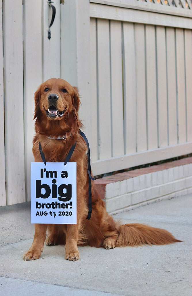 I'm a Big Brother Big Sister Baby Announcement Newborn Photo Shoot Special Occasion Dog Sign Dog Photo Prop Pregnancy Announcement - 8x10" Rectangular Sign with Black Ribbon Modeled by Chance the Golden Retriever