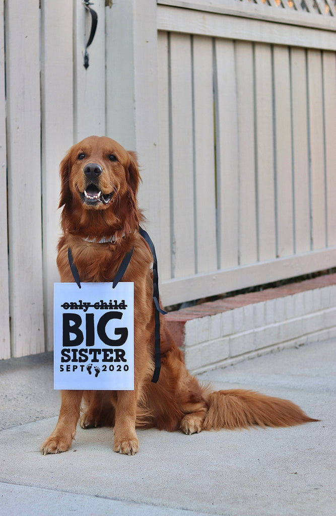 Not An Only Child Big Brother Big Sister Baby Announcement Newborn Photo Shoot Special Occasion Dog Sign Photo Prop Pregnancy Announcement - 8x10" Rectangular Sign with Black Ribbon Modeled by Chance the Golden Retriever