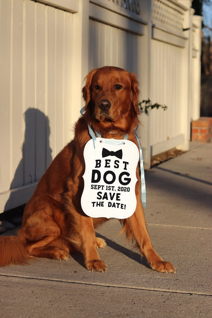 Best Dog Save The Date Wedding Announcement Bow Tie Engagement Photo Shoot Special Occasion Dog Sign Dog Photo Prop - 8x10" Sign with Blue Ribbon Modeled by Chance the Golden Retriever