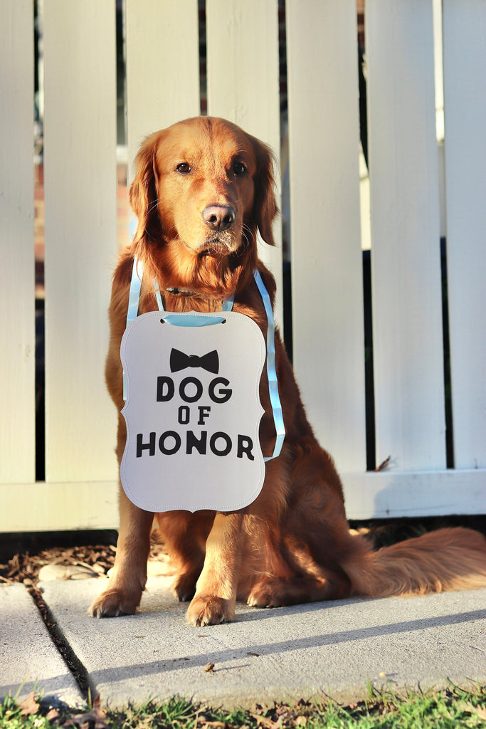  Dog of Honor Wedding Announcement Bow Tie Engagement Photo Shoot Special Occasion Dog Sign Dog Photo Prop - 8x10" Bow Tie Sign with Light Blue Ribbon Modeled by Chance the Golden Retriever