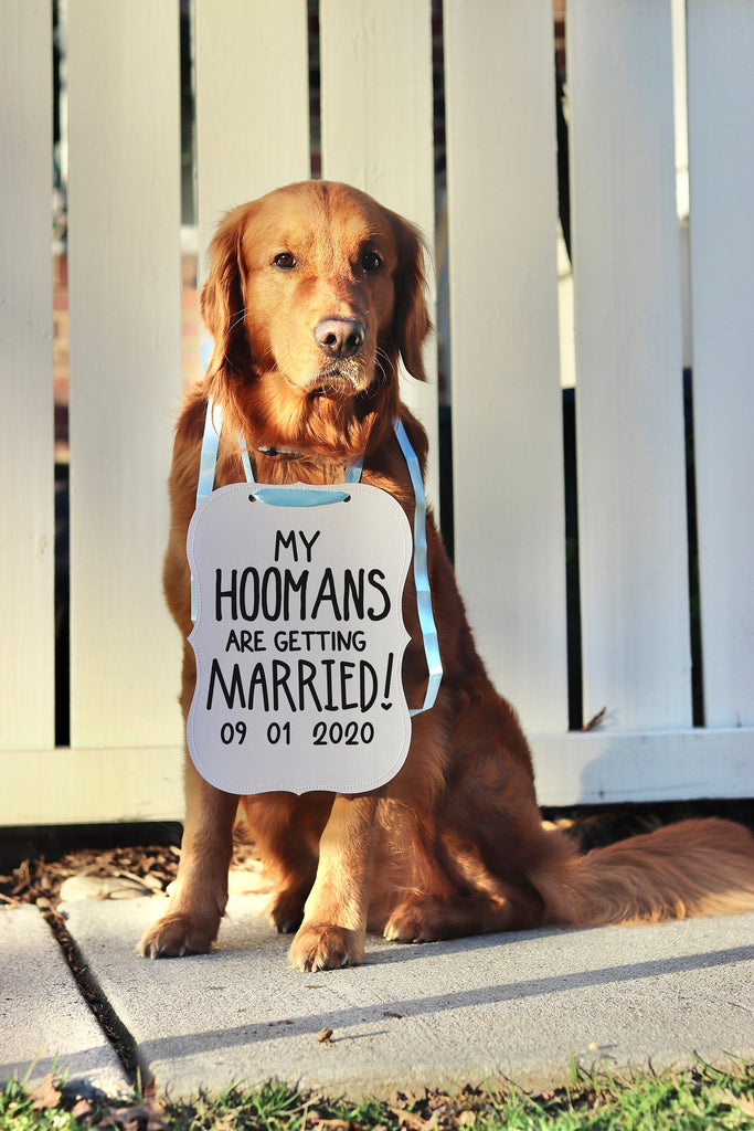 My Hoomans are Getting Married Engagement Announcement Sign - 8x10" Sign with Light Blue Ribbon Modeled by Chance the Golden Retriever